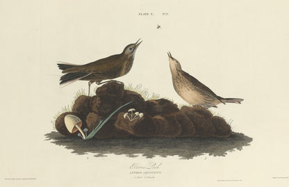 Brown Lark