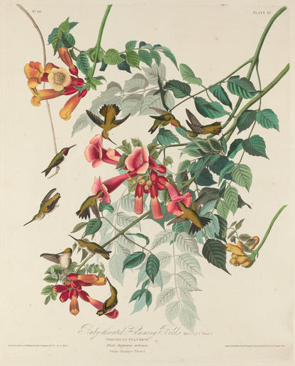 Ruby-throated Humming Bird