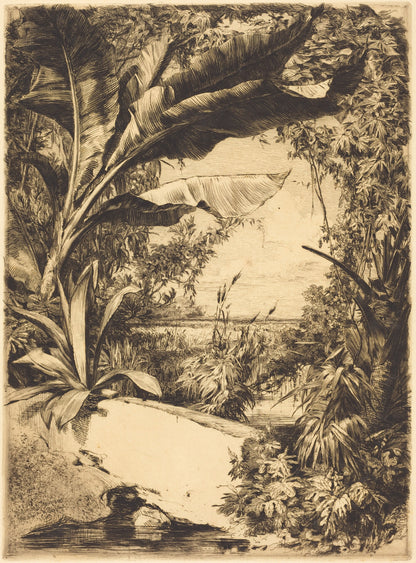Plantes de Serre (Greenhouse or Aquatic Plants)