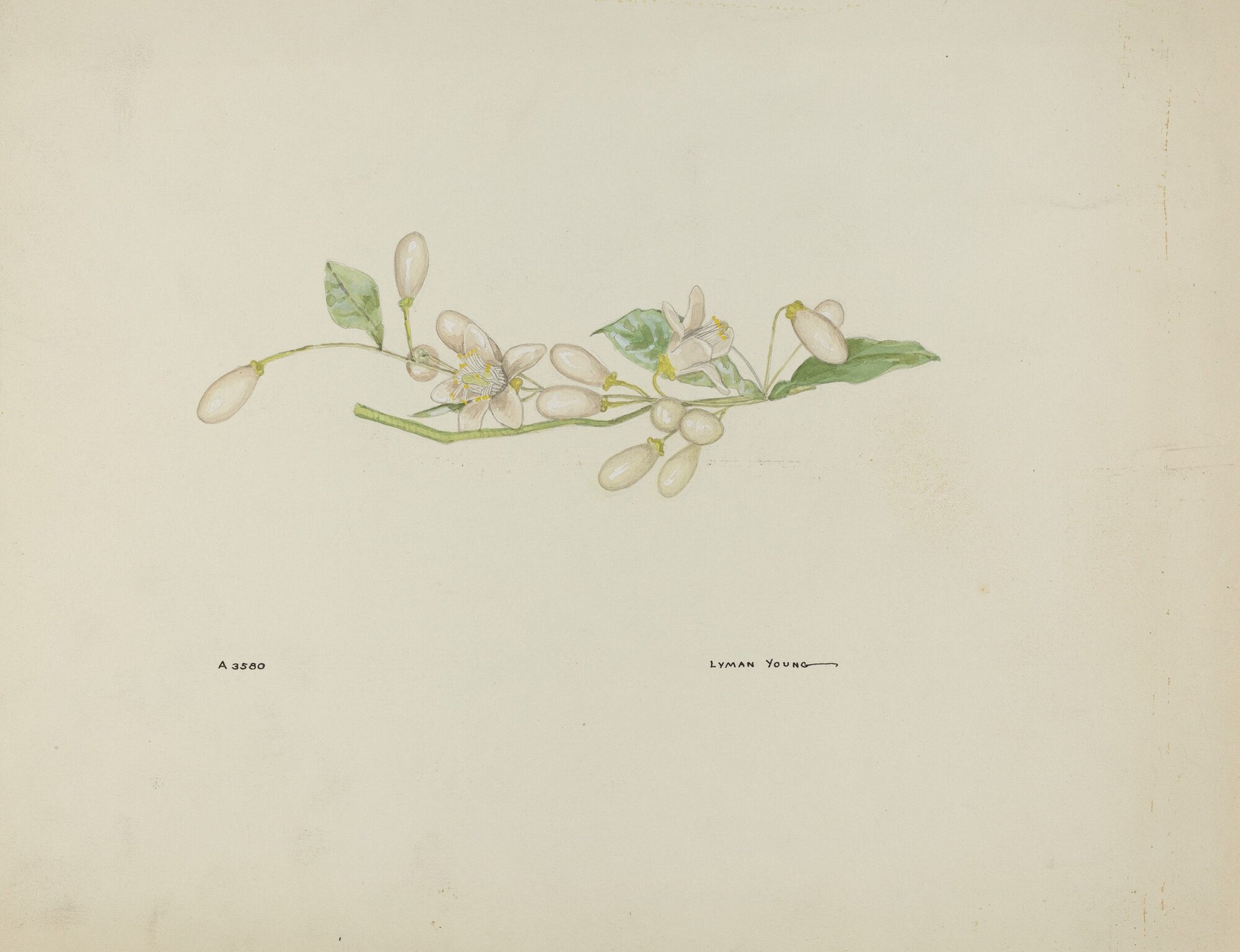 Costume Accessory (Orange Blossoms)