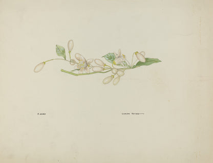 Costume Accessory (Orange Blossoms)