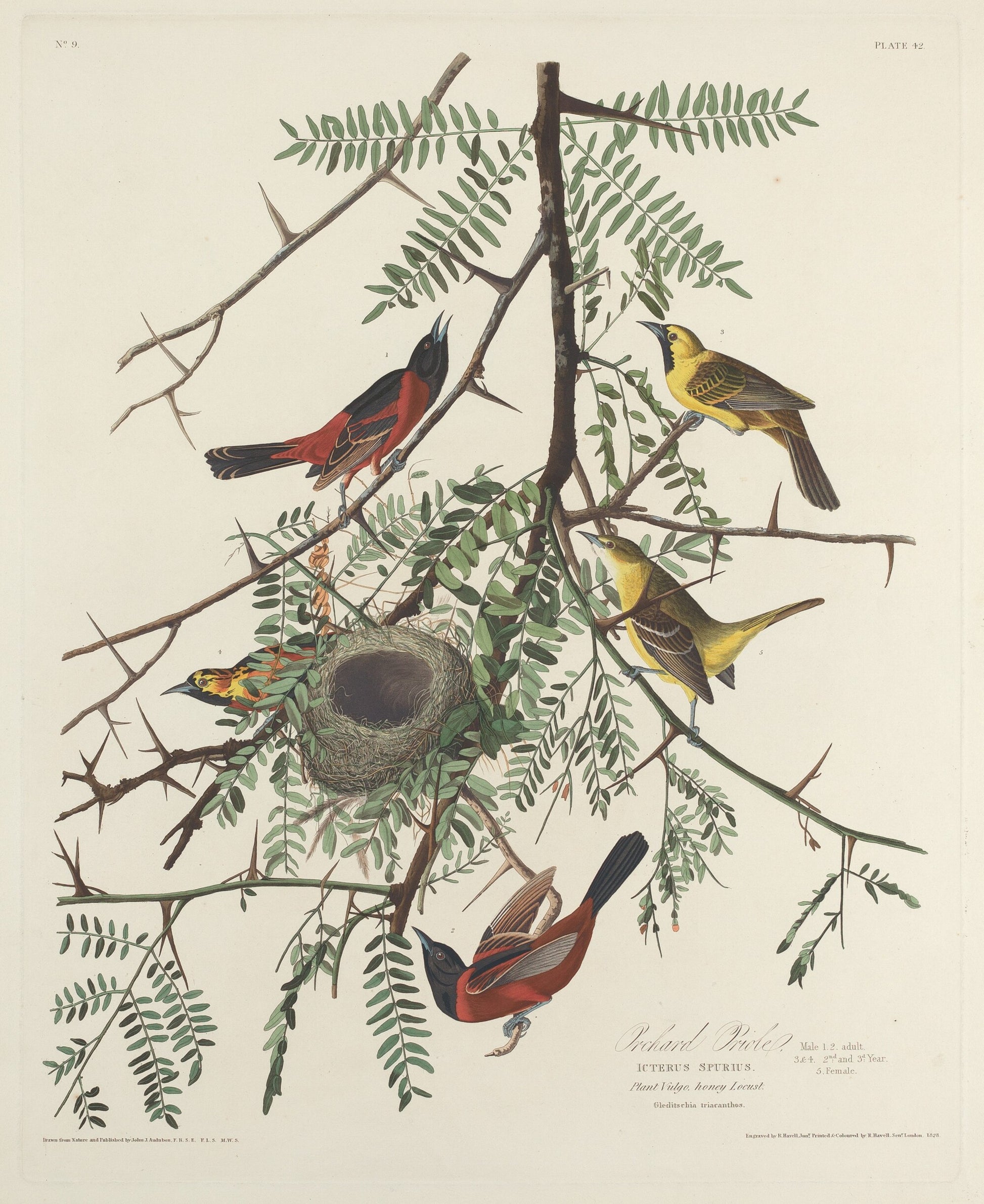 Orchard Oriole