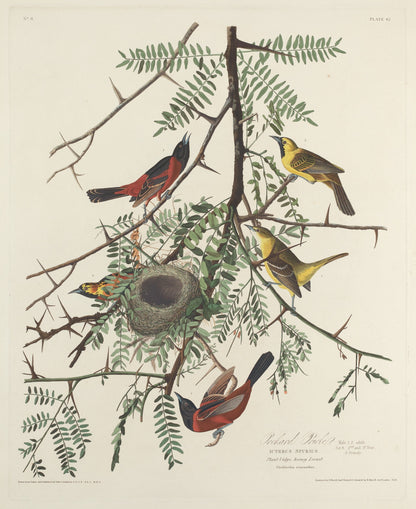 Orchard Oriole