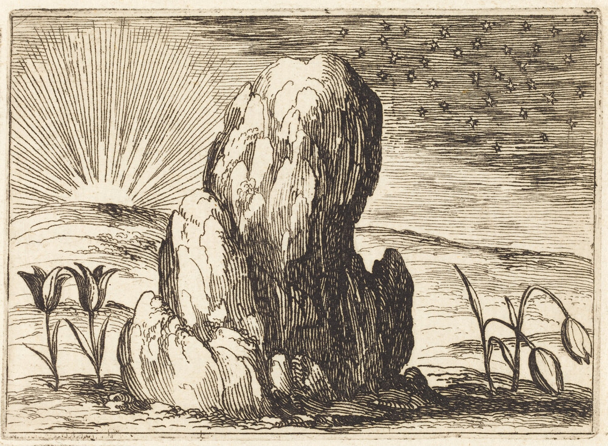 The Tulips and the Sun