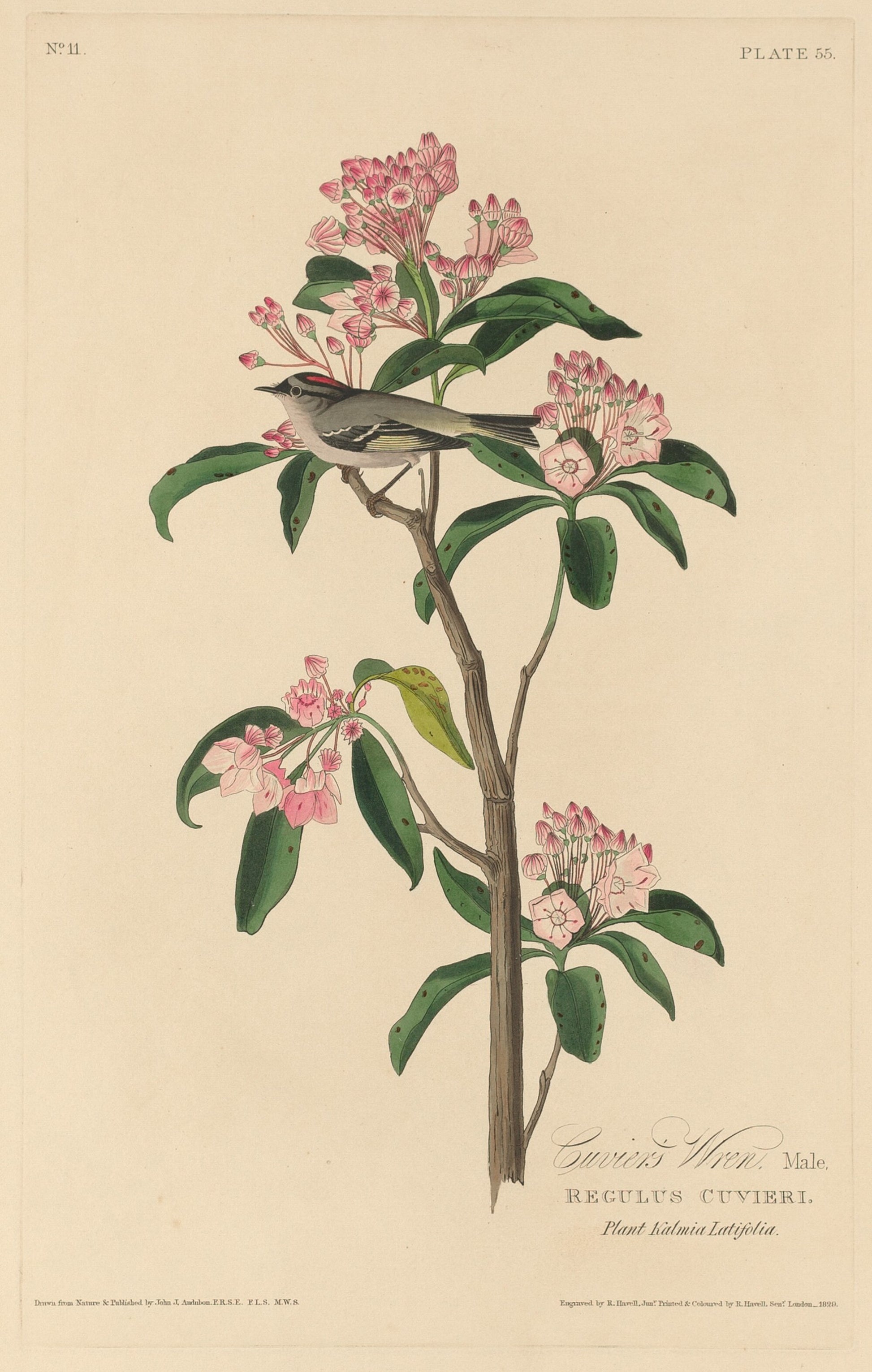 Cuvier's Wren