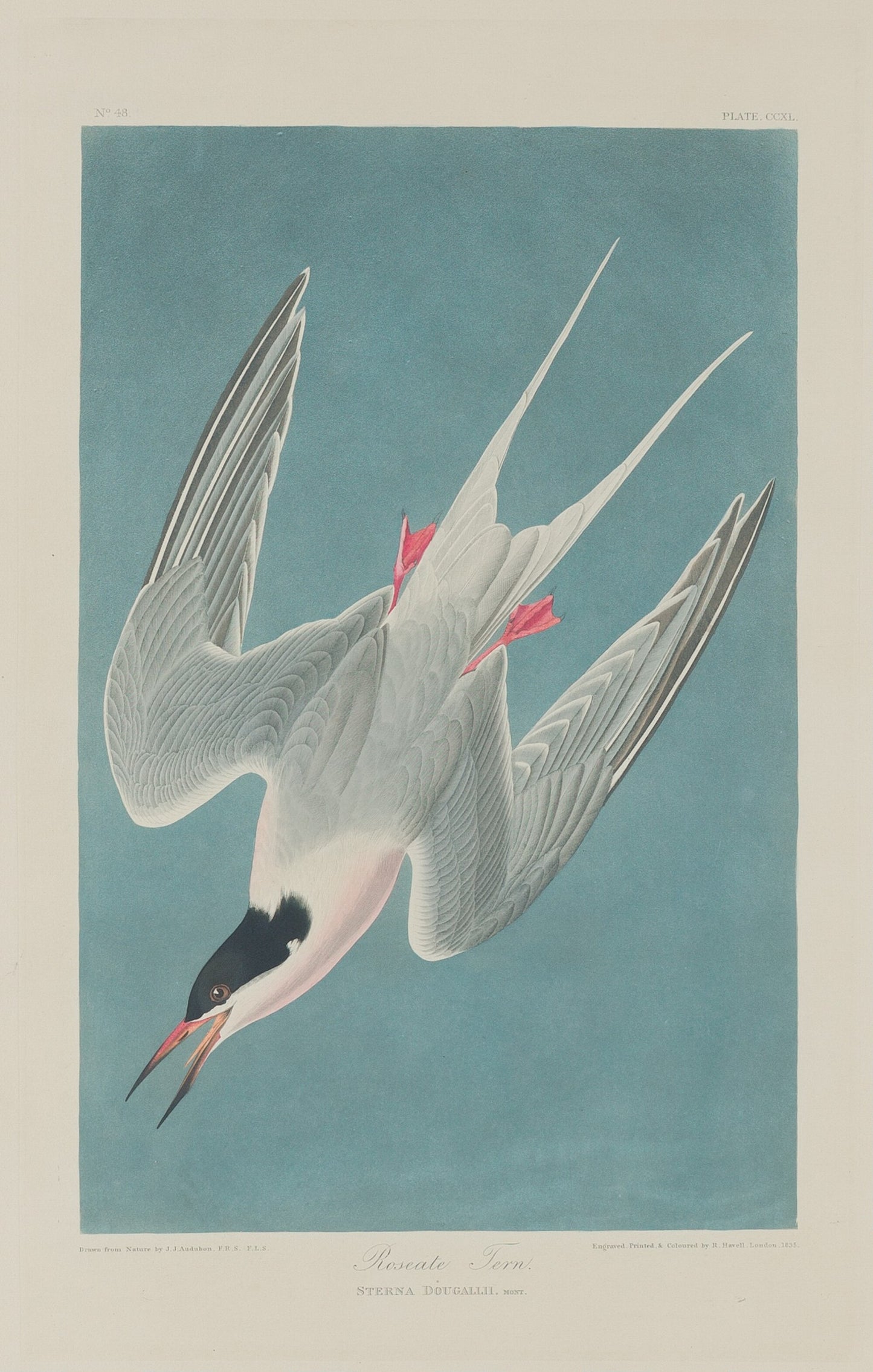 Roseate Tern