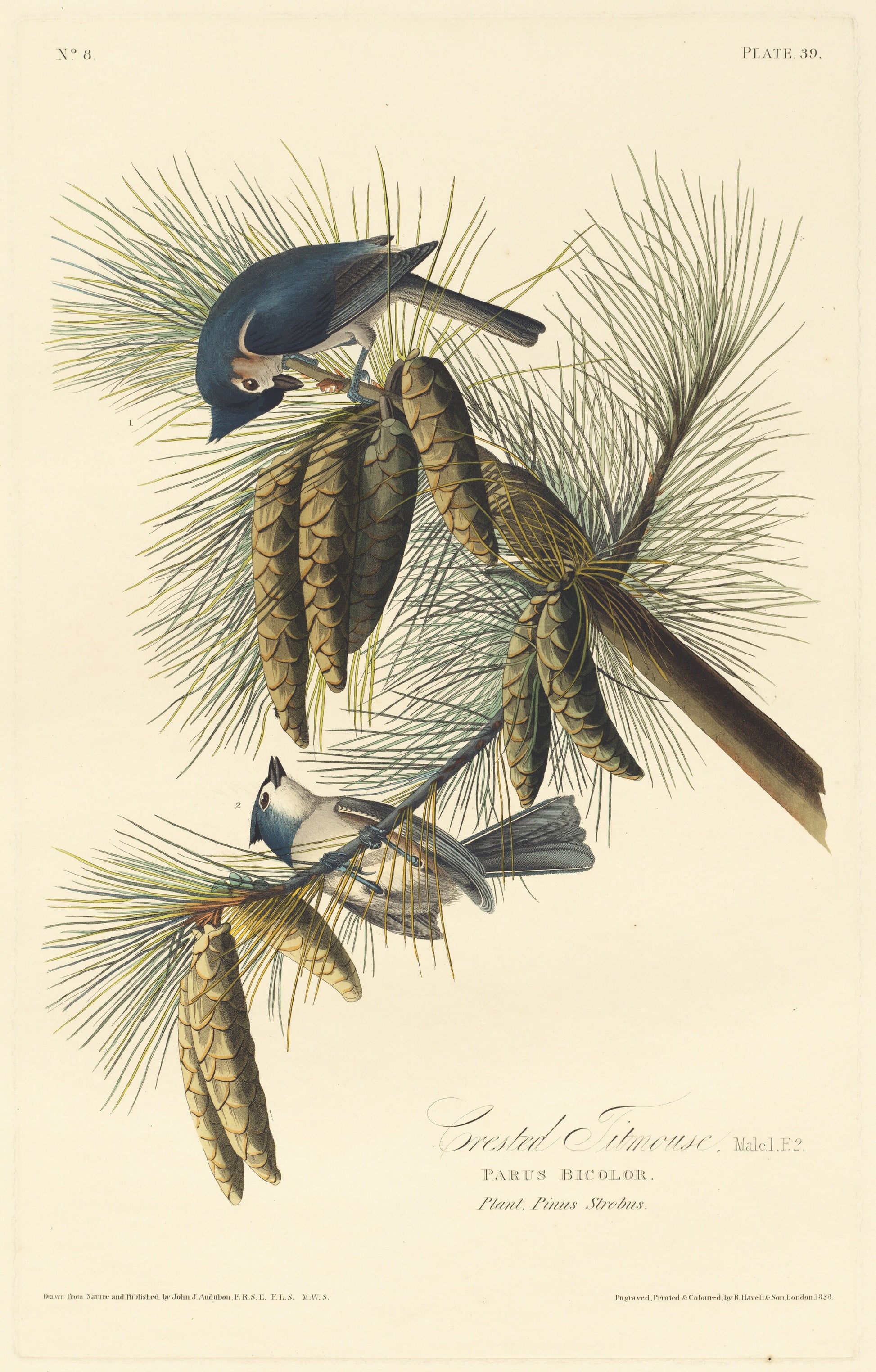 Crested Titmouse