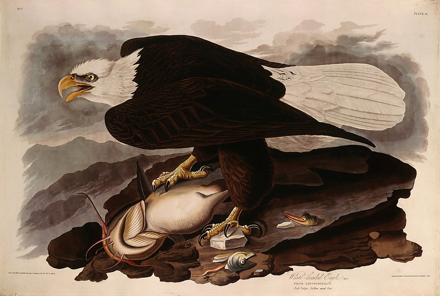 White-headed Eagle