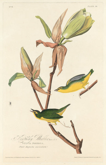 Kentucky Warbler