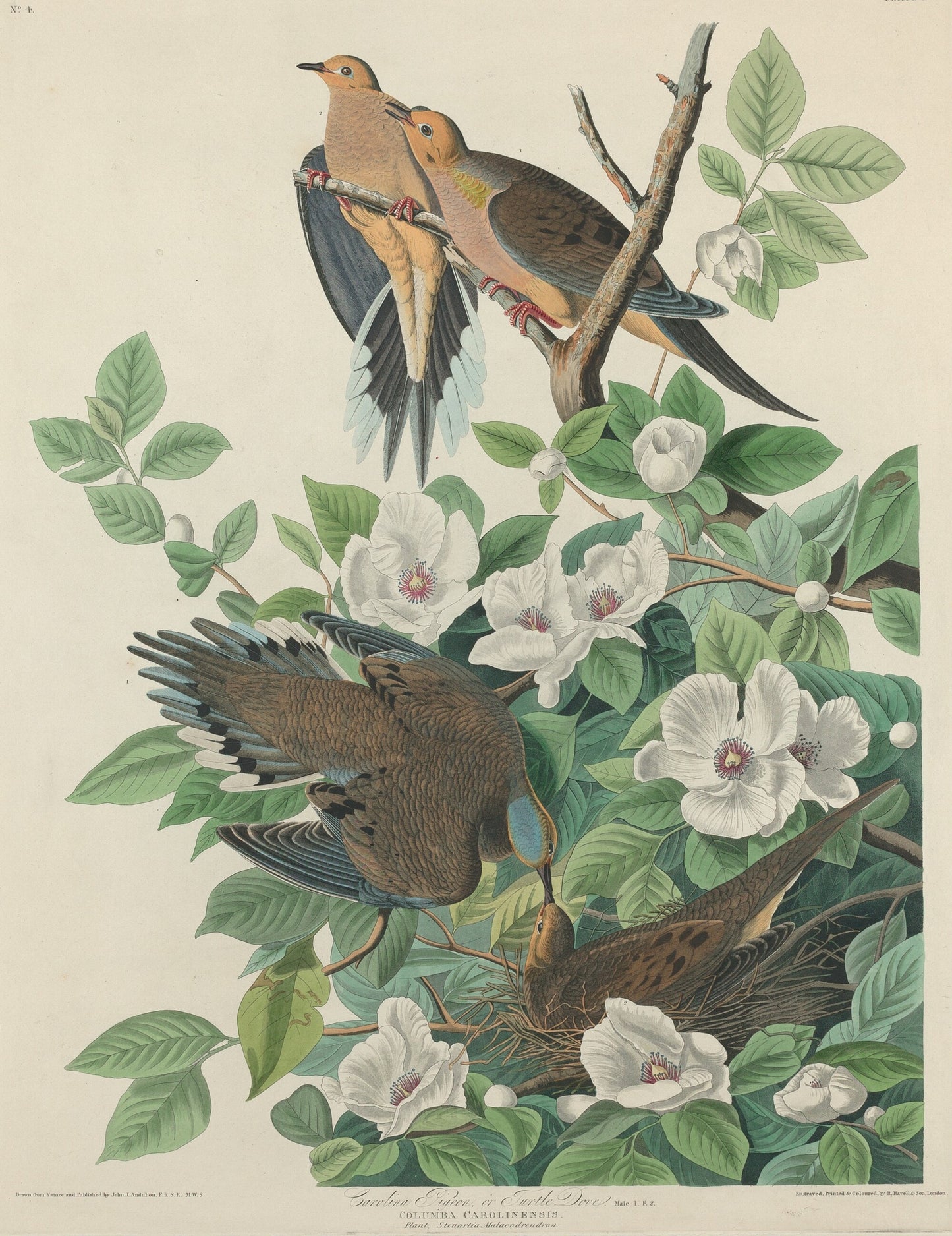 Carolina Pigeon or Turtle Dove