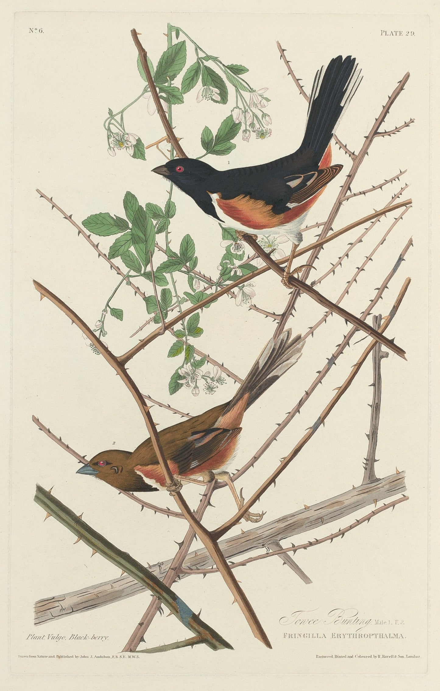 Towee Bunting