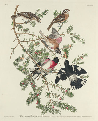 Rose-breasted Grosbeak