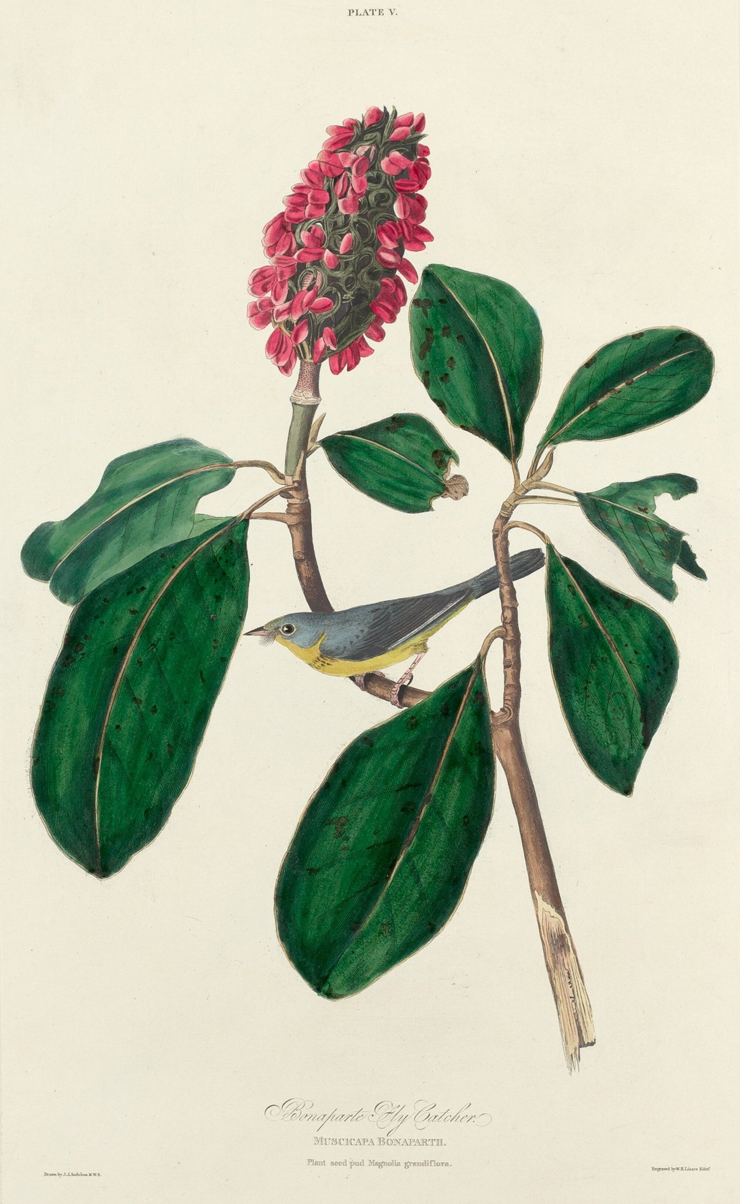 Bonaparte Fly Catcher