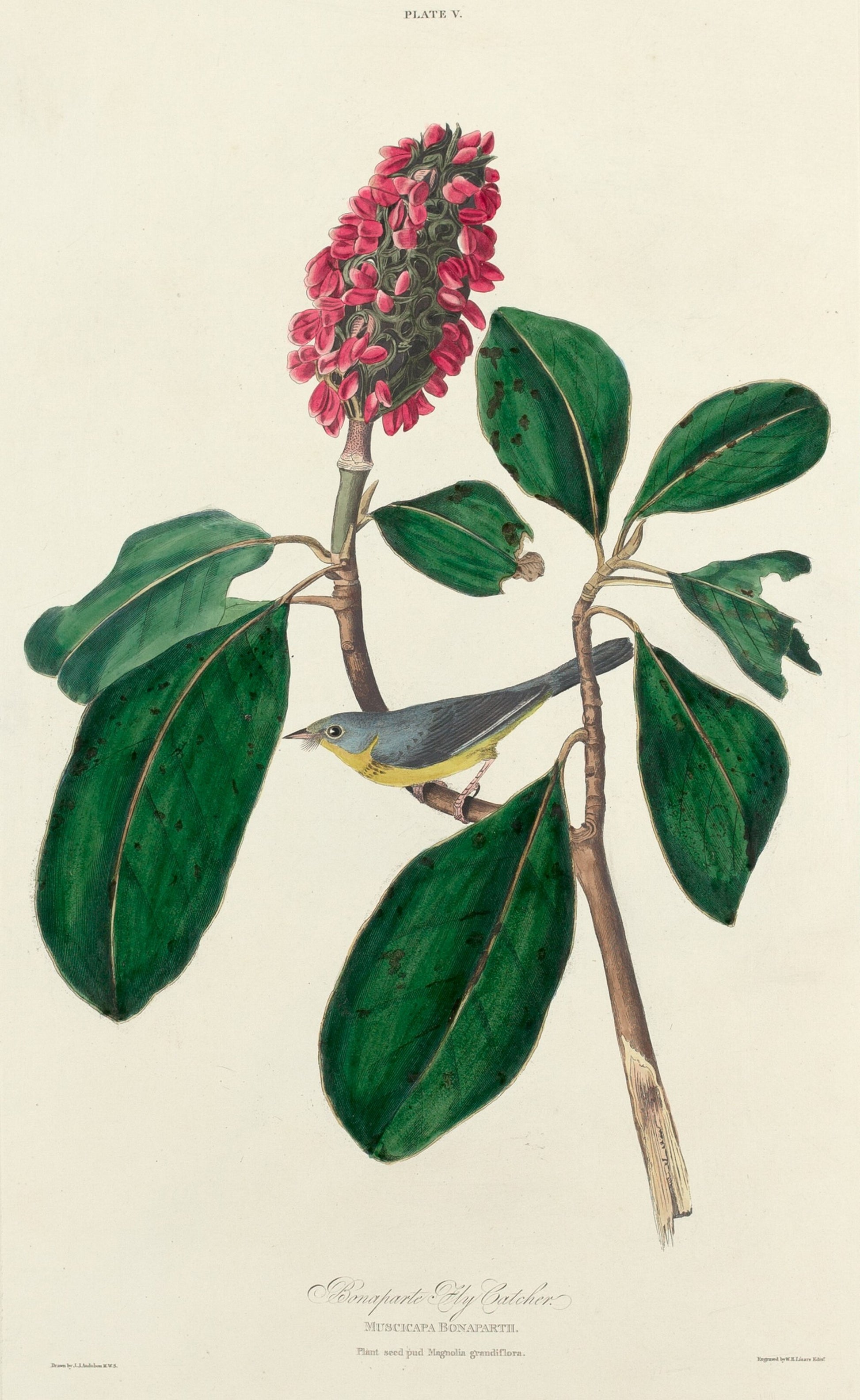 Bonaparte Fly Catcher