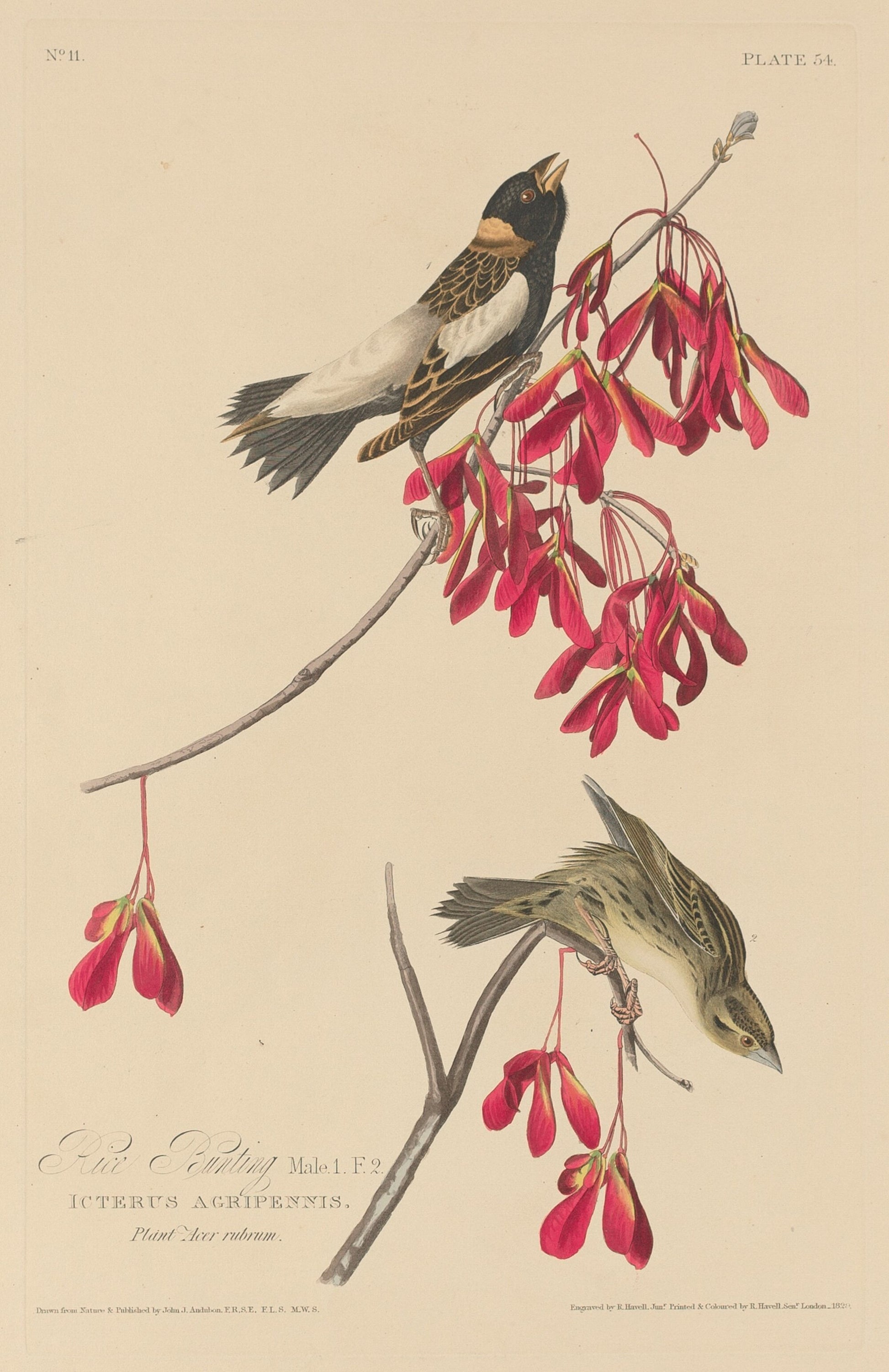 Rice Bunting