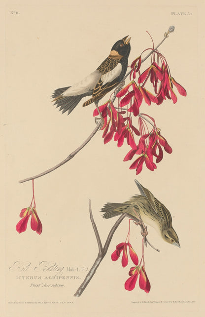 Rice Bunting