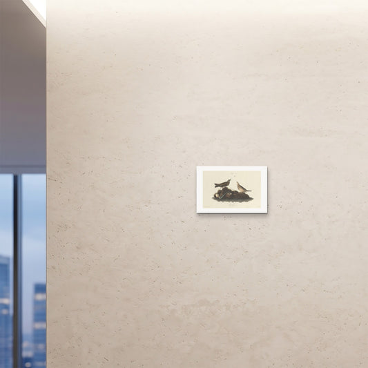 Orlonzo - FINE ART PRINT UNFRAMED 4530cm1812 ROOM