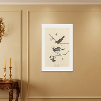 Orlonzo - WRAPPED CANVAS UNFRAMED 6090cm2436 ROOM