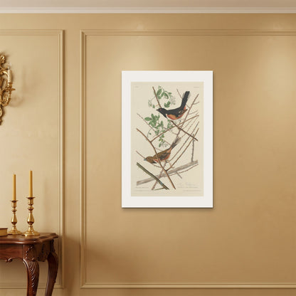 Orlonzo - WRAPPED CANVAS UNFRAMED 6090cm2436 ROOM