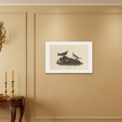 Orlonzo - WRAPPED CANVAS UNFRAMED 7550cm3020 ROOM
