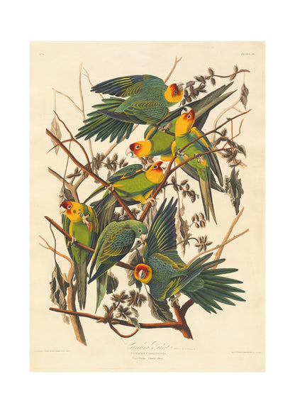 Orlonzo - FINE ART PRINT UNFRAMED PRINT PREVIEW