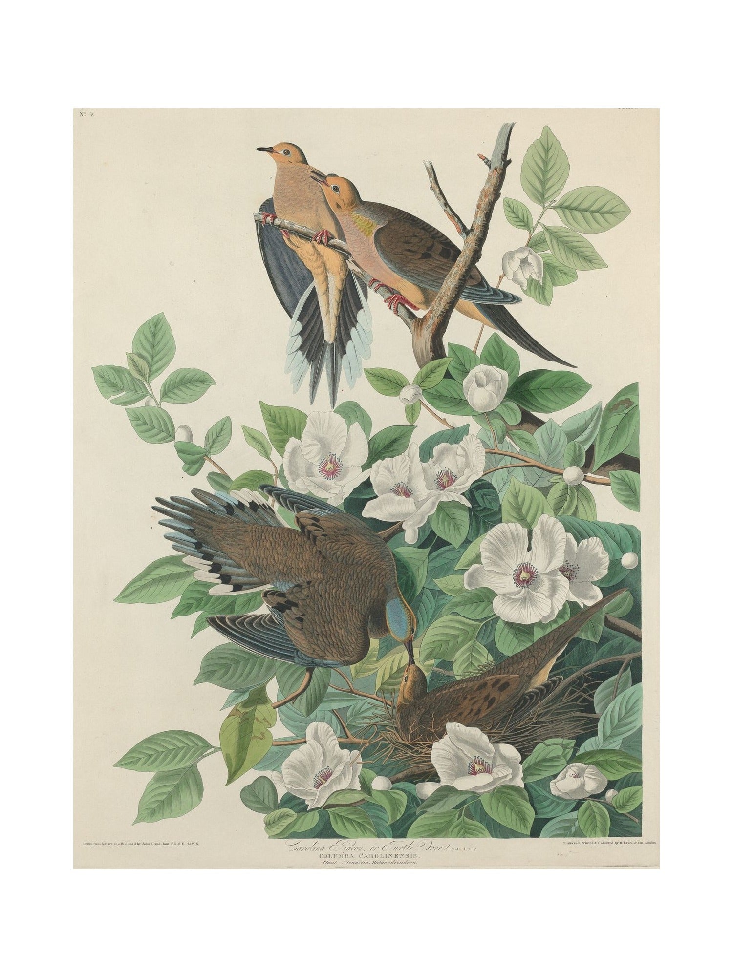 Orlonzo - FINE ART PRINT UNFRAMED PRINT PREVIEW